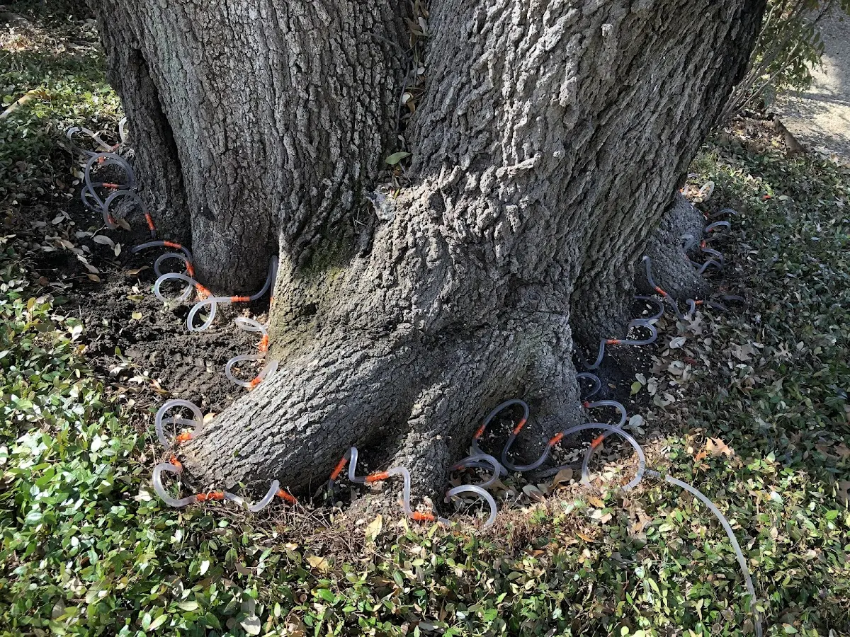 Detailed Tree Cabling and Bracing job site in Alabaster