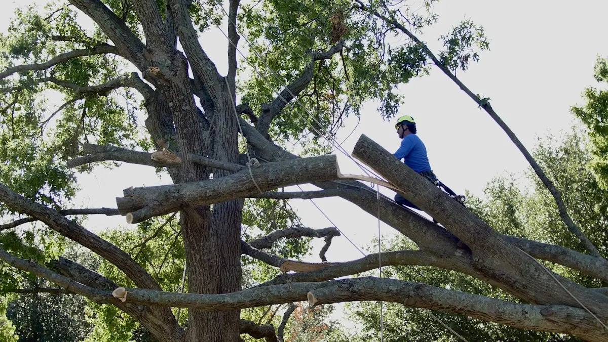 Professional Crown Thinning performed by certified arborists in Alabaster